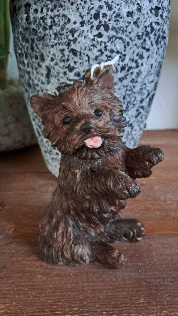 Cairn terrier