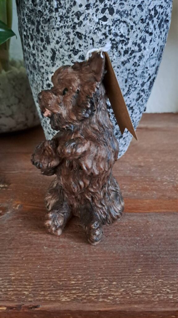 Cairn terrier - Afbeelding 4