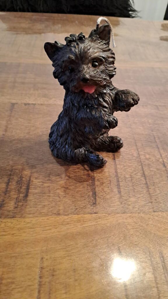 Cairn terrier - Afbeelding 5